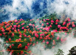 騰沖銀杏村和順古鎮、瑞麗邊境風光、巍山(shān)東蓮花(huā)村、無量山(shān)櫻花(huā)谷8日攝影遊